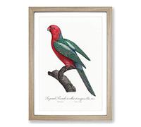 Big Box Art Australian King Parrot by F. Levaillant Framed Wall Art Picture Print Ready to Hang, Oak A2 (62 x 45 cm)