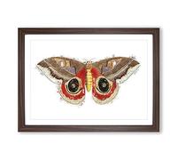 Big Box Art Automeris Moth by George Shaw Framed Wall Art Picture Print Ready to Hang, Walnut A2 (62 x 45 cm)