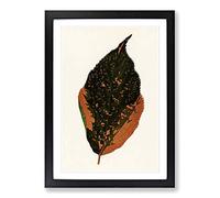 Big Box Art Autumn Leaf by Benjamin Fawcett Framed Wall Art Picture Print Ready to Hang, Black A2 (62 x 45 cm)