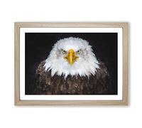 Big Box Art Bald Eagle Bird Painting Framed Wall Art Picture Print Ready to Hang, Oak A2 (62 x 45 cm)