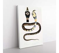 Big Box Art Banded Cobra Capella Snake by John Edward Gray Canvas Wall Art Print Ready to Hang Picture, 76 x 50 cm (30 x 20 Inch), White, Black, Grey, Brown, Gold