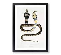 Big Box Art Banded Cobra Capella Snake by John Edward Gray Framed Wall Art Picture Print Ready to Hang, Black A2 (62 x 45 cm)