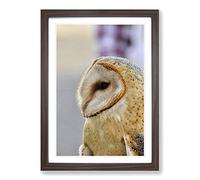 Big Box Art Barn Owl Bird (3) Framed Wall Art Picture Print Ready to Hang, Walnut A2 (62 x 45 cm)