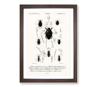 Big Box Art Beetle Illustrations PL. 5 by Charles d' Orbigny Framed Wall Art Picture Print Ready to Hang, Walnut A2 (62 x 45 cm)