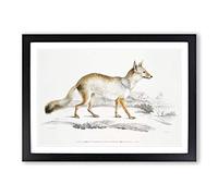 Big Box Art Bengal Fox by John Edward Gray Framed Wall Art Picture Print Ready to Hang, Black A2 (62 x 45 cm)