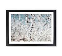 Big Box Art Birch Trees in Utah in Abstract Framed Wall Art Picture Print Ready to Hang, Black A2 (62 x 45 cm)