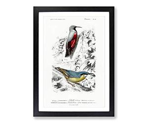 Big Box Art Bird Illustrations PL. 16 by Charles d' Orbigny Framed Wall Art Picture Print Ready to Hang, Black A2 (62 x 45 cm)
