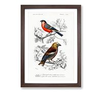 Big Box Art Bird Illustrations PL. 21 by Charles d' Orbigny Framed Wall Art Picture Print Ready to Hang, Walnut A2 (62 x 45 cm)