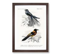 Big Box Art Bird Illustrations PL. 3 by Charles d' Orbigny Framed Wall Art Picture Print Ready to Hang, Walnut A2 (62 x 45 cm)