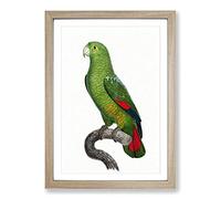 Big Box Art Black-Billed Amazon Parrot by F. Levaillant Framed Wall Art Picture Print Ready to Hang, Oak A2 (62 x 45 cm)