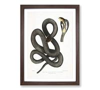 Big Box Art Black Cobra Capella Snake by John Edward Gray Framed Wall Art Picture Print Ready to Hang, Walnut A2 (62 x 45 cm)