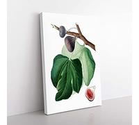 Big Box Art Black Fig Tree by Giorgio Gallesio Canvas Wall Art Print Ready to Hang Picture, 76 x 50 cm (30 x 20 Inch), White, Green, Beige, Brown, Cream