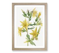 Big Box Art Blazing Star by Mary Vaux Walcott Framed Wall Art Picture Print Ready to Hang, Oak A2 (62 x 45 cm)