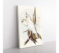 Big Box Art Blood-Stained Cockatoos by Elizabeth Gould Canvas Wall Art Print Ready to Hang Picture, 76 x 50 cm (30 x 20 Inch), White, Grey, Green, Brown