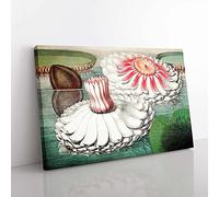Big Box Art Blooming Gigantic Water Lily by William Sharp Canvas Wall Art Print Ready to Hang Picture, 76 x 50 cm (30 x 20 Inch), White, Green, Black, Brown, Pink