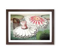 Big Box Art Blooming Gigantic Water Lily by William Sharp Framed Wall Art Picture Print Ready to Hang, Walnut A2 (62 x 45 cm)
