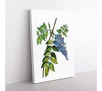 Big Box Art Blooming Kidney Bean Tree by Pierre-Joseph Redoute Canvas Wall Art Print Ready to Hang Picture, 76 x 50 cm (30 x 20 Inch), White, Green, Beige, Blue