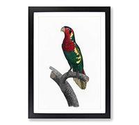 Big Box Art Blue-Headed Lorikeet by F. Levaillant Framed Wall Art Picture Print Ready to Hang, Black A2 (62 x 45 cm)