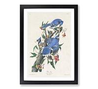 Big Box Art Blue-Jay Birds by John James Audubon Framed Wall Art Picture Print Ready to Hang, Black A2 (62 x 45 cm)