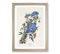 Big Box Art Blue-Jay Birds by John James Audubon Framed Wall Art Picture Print Ready to Hang, Oak A2 (62 x 45 cm)