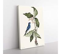 Big Box Art Blue Linnet Bird by Mark Catesby Canvas Wall Art Print Ready to Hang Picture, 76 x 50 cm (30 x 20 Inch), White, Green, Black