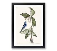 Big Box Art Blue Linnet Bird by Mark Catesby Framed Wall Art Picture Print Ready to Hang, Black A2 (62 x 45 cm)