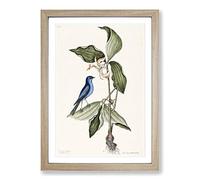 Big Box Art Blue Linnet Bird by Mark Catesby Framed Wall Art Picture Print Ready to Hang, Oak A2 (62 x 45 cm)
