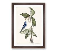 Big Box Art Blue Linnet Bird by Mark Catesby Framed Wall Art Picture Print Ready to Hang, Walnut A2 (62 x 45 cm)