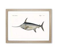 Big Box Art Blue Marlin by Georges Cuvier Framed Wall Art Picture Print Ready to Hang, Oak A2 (62 x 45 cm)