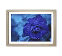 Big Box Art Blue Rose Flower Vol.2 Painting Framed Wall Art Picture Print Ready to Hang, Oak A2 (62 x 45 cm)