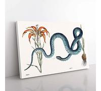 Big Box Art Blue Wampum Snake by Mark Catesby Canvas Wall Art Print Ready to Hang Picture, 76 x 50 cm (30 x 20 Inch), White, Grey, Black, Brown