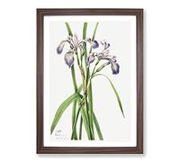Big Box Art Blueflag Iris by Mary Vaux Walcott Framed Wall Art Picture Print Ready to Hang, Walnut A2 (62 x 45 cm)