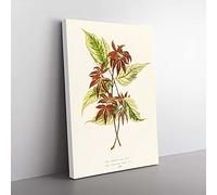 Big Box Art Boxelder Maple Leaf by Benjamin Fawcett Canvas Wall Art Print Ready to Hang Picture, 76 x 50 cm (30 x 20 Inch), White, Yellow, Green, Cream