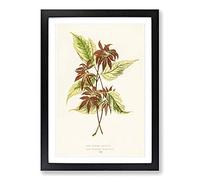 Big Box Art Boxelder Maple Leaf by Benjamin Fawcett Framed Wall Art Picture Print Ready to Hang, Black A2 (62 x 45 cm)