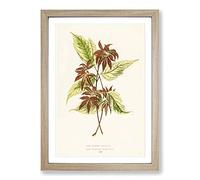 Big Box Art Boxelder Maple Leaf by Benjamin Fawcett Framed Wall Art Picture Print Ready to Hang, Oak A2 (62 x 45 cm)