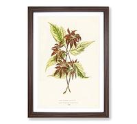 Big Box Art Boxelder Maple Leaf by Benjamin Fawcett Framed Wall Art Picture Print Ready to Hang, Walnut A2 (62 x 45 cm)