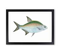 Big Box Art Bream Fish by Edward Donovan Framed Wall Art Picture Print Ready to Hang, Black A2 (62 x 45 cm)