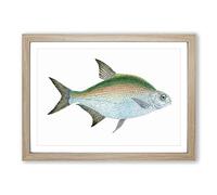 Big Box Art Bream Fish by Edward Donovan Framed Wall Art Picture Print Ready to Hang, Oak A2 (62 x 45 cm)