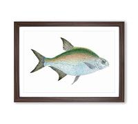 Big Box Art Bream Fish by Edward Donovan Framed Wall Art Picture Print Ready to Hang, Walnut A2 (62 x 45 cm)