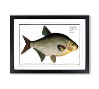 Big Box Art Bream Fish by M.E. Bloch Framed Wall Art Picture Print Ready to Hang, Black A2 (62 x 45 cm)