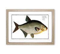 Big Box Art Bream Fish by M.E. Bloch Framed Wall Art Picture Print Ready to Hang, Oak A2 (62 x 45 cm)