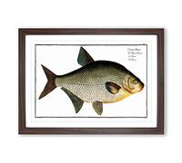 Big Box Art Bream Fish by M.E. Bloch Framed Wall Art Picture Print Ready to Hang, Walnut A2 (62 x 45 cm)