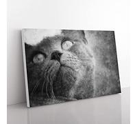 Big Box Art British Shorthair Cat Vol.3 Painting Canvas Wall Art Print Ready to Hang Picture, 76 x 50 cm (30 x 20 Inch), Grey, Grey, Grey