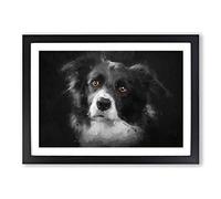 Big Box Art Brown Eyed Border Collie Dog in Abstract Framed Wall Art Picture Print Ready to Hang, Black A2 (62 x 45 cm)