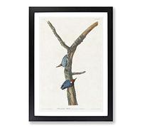 Big Box Art Brown-Headed Nuthatch Birds by John James Audubon Framed Wall Art Picture Print Ready to Hang, Black A2 (62 x 45 cm)