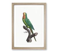 Big Box Art Brown-Throated Parakeet by F. Levaillant Framed Wall Art Picture Print Ready to Hang, Oak A2 (62 x 45 cm)