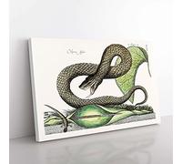 Big Box Art Brown Viper Snake by Mark Catesby Canvas Wall Art Print Ready to Hang Picture, 76 x 50 cm (30 x 20 Inch), White, Grey, Green, Black