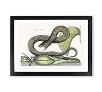 Big Box Art Brown Viper Snake by Mark Catesby Framed Wall Art Picture Print Ready to Hang, Black A2 (62 x 45 cm)
