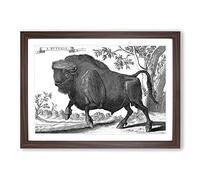 Big Box Art Buffalo by Thomas Astley Framed Wall Art Picture Print Ready to Hang, Walnut A2 (62 x 45 cm)