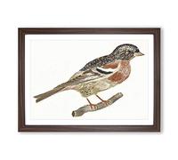 Big Box Art Bullfinch by Johan Teyler Framed Wall Art Picture Print Ready to Hang, Walnut A2 (62 x 45 cm)